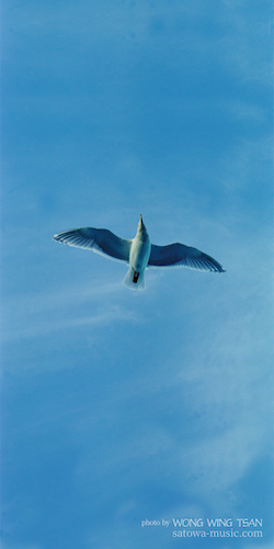 壁紙 A Seagull画像