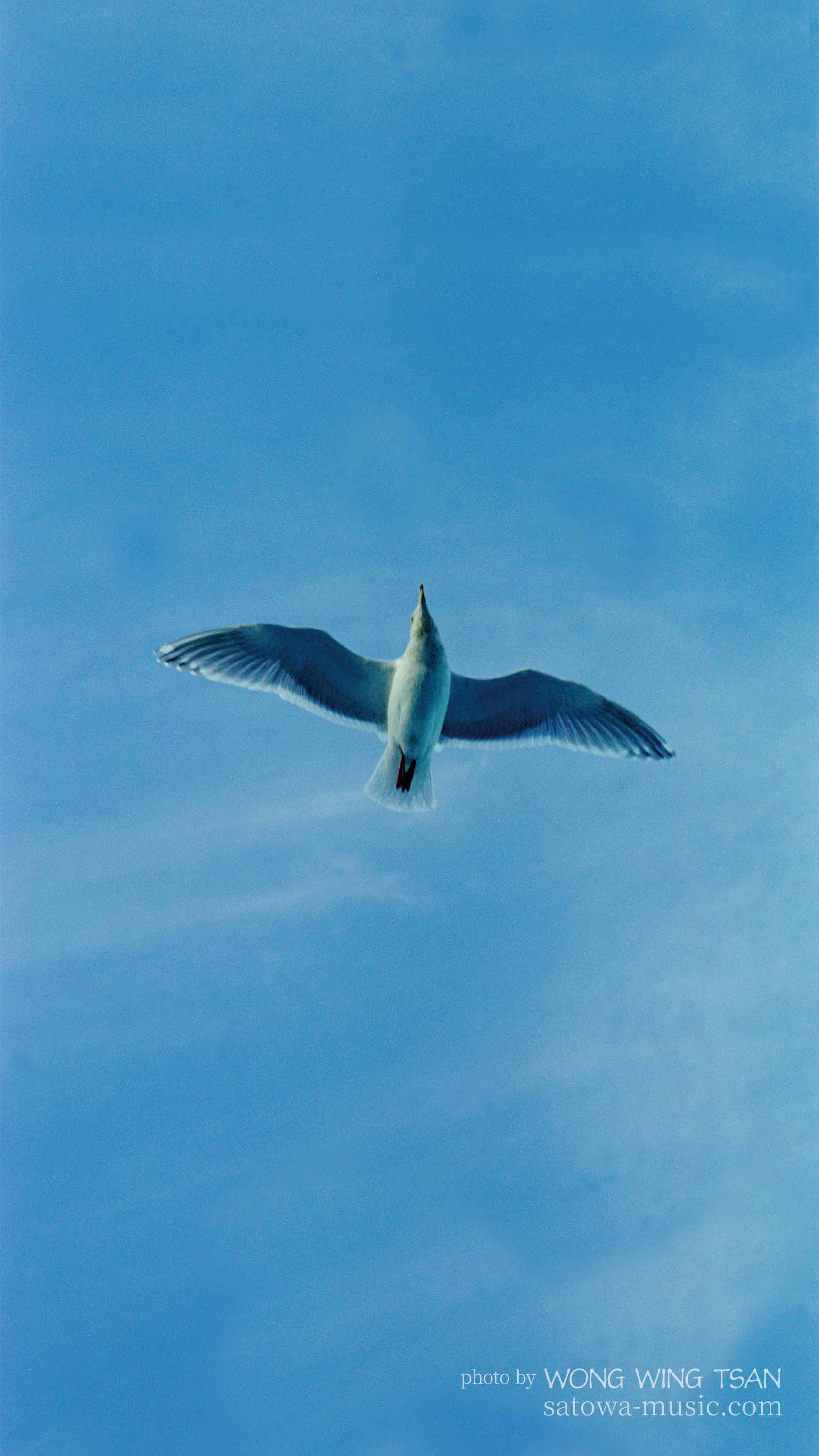 A Seagull スマホ用壁紙(16:9)