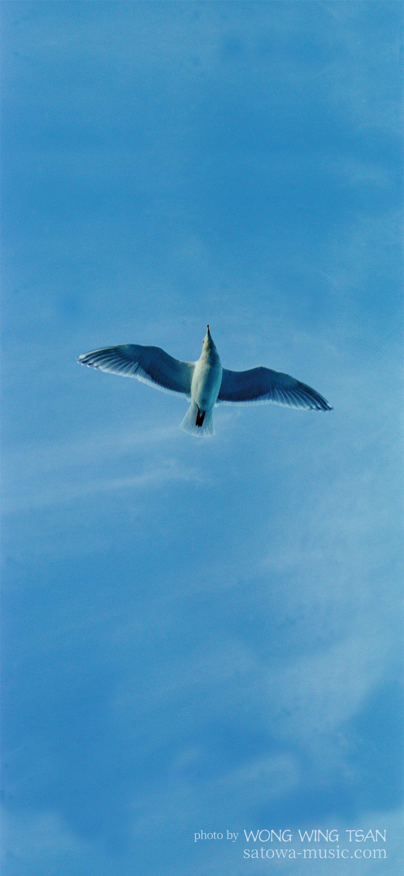 A Seagull スマホ用壁紙(19.5:9)